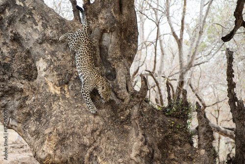Leopard  Panthera Pardus  hanging around and searching for food in Mashatu Game Reserve in the Tuli Block in Botswana 