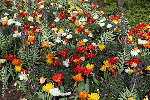 Beautiful spring garden with tulips