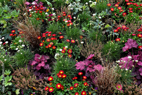 Mixed garden border