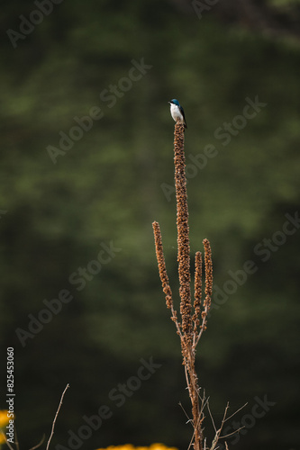 Wallpaper Mural close up of bird Torontodigital.ca