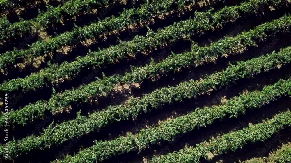wine country vineyards drone spinning 