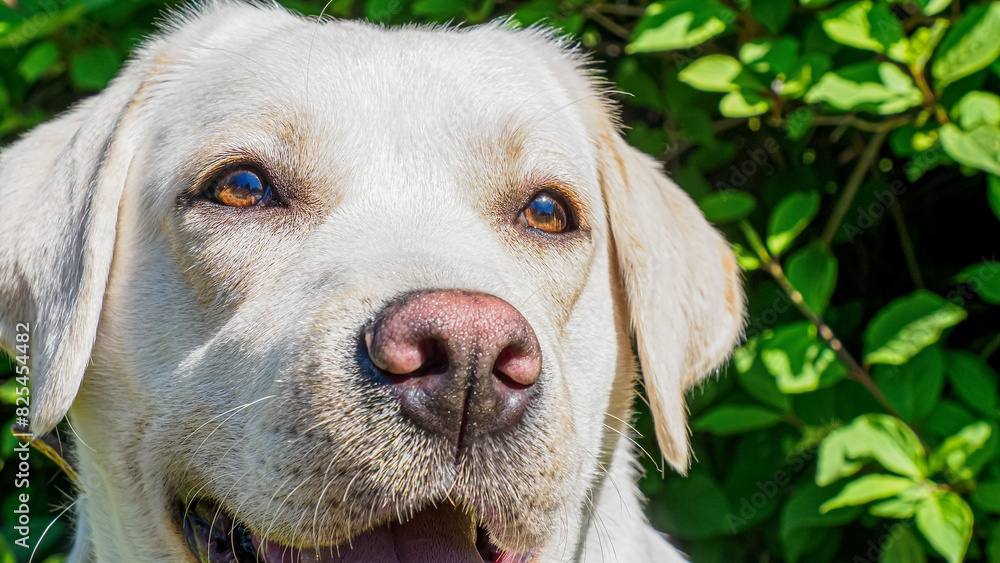Dog. A Labrador retriever. Portrait of a funny cute dog. The year of the dog. Pets. Dog. A Labrador retriever. Portrait of a funny cute dog. The year of the dog. Pets.