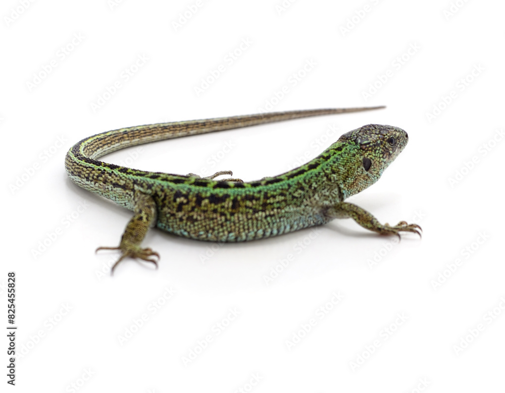 One green lizard. One green lizard.