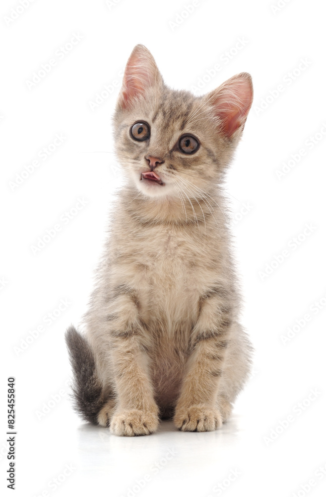 Kitten showing tongue.