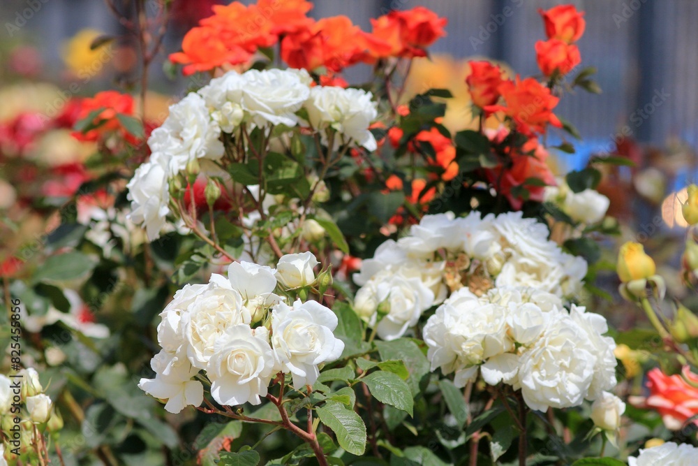 White roses close-up in the park on a blurred background
White roses close-up in the park on a blurred background