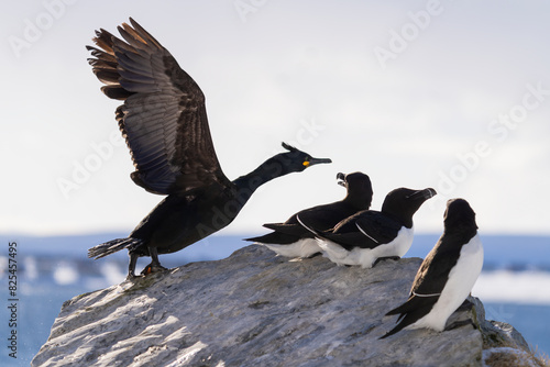 European Shag Confronts Three Razorbills Perched On A Rock   photo