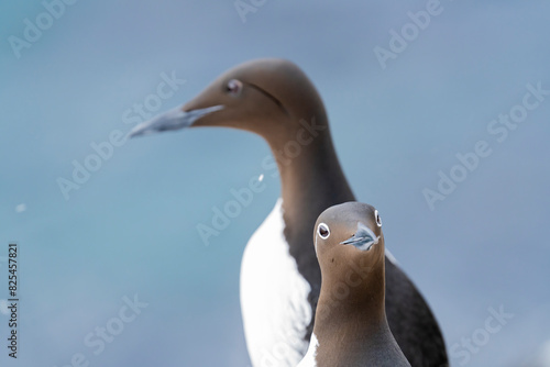 Murres In Its Natural Habitat In Northern Norway   photo