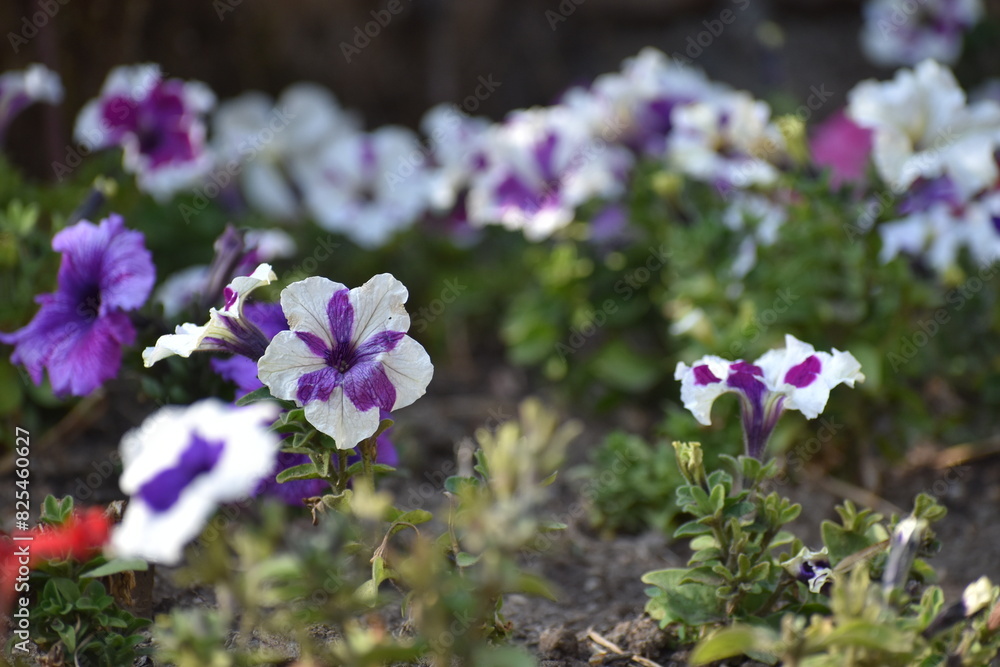 Obraz premium purple and white begonia flowers