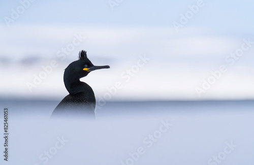 European Shag Looking Out To Barents Sea   photo