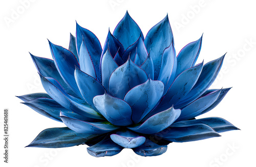 Stunning blue agave plant, cut out - stock png.