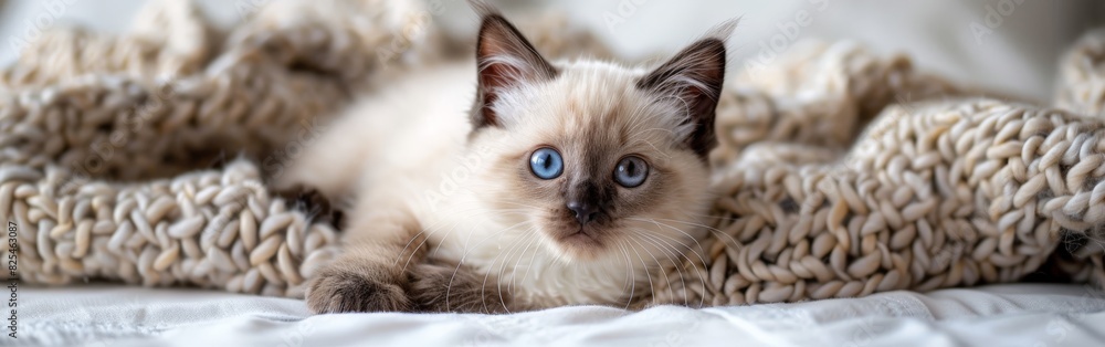 Siamese Kitten With Blue Eyes Laying on Blanket