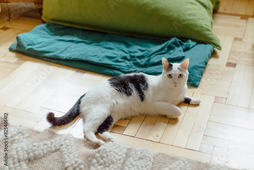 spotted cat lying on the floor photo