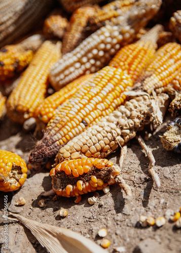 Dried Corn Cobs