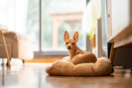 Dog on a pet bed. photo