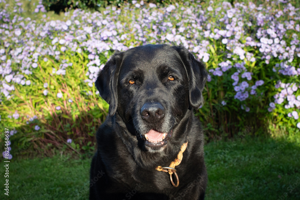 BLACK DOG - LABRADOR BLACK DOG - LABRADOR