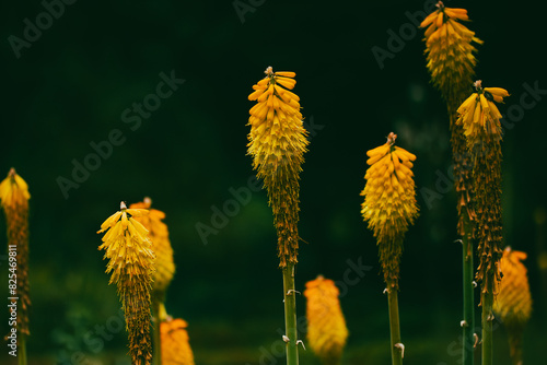 Light orange aloe flowers in a park. Antorcha Hardy Iris flower Rare Plants Kniphofia Uvaria. Garden Flowers, Hardy tub exotic plants. Floral backdrop photo