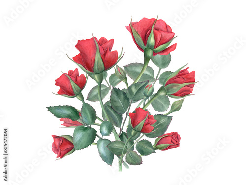 Red rose bouquet. Elegant flowers and green leaves on stem. Romantic flower. Vintage realistic botanical roses. Watercolor illustration of summer romantic plants. For wedding greeting, for memory day