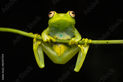 Frog Exotic Wildlife photo