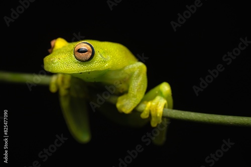 Frog Exotic Wildlife photo