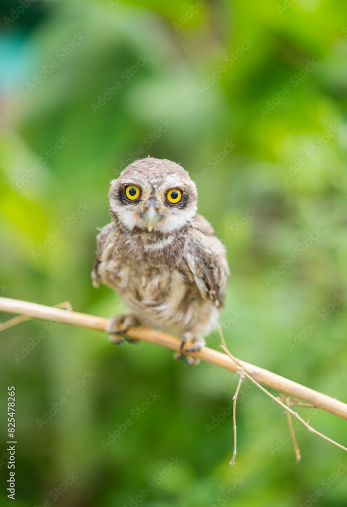 Spotted Owlet Vertical Portrait Spotted Owlet Vertical Portrait