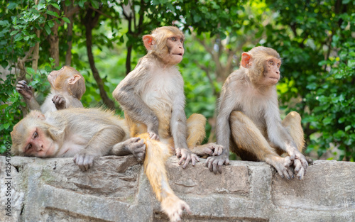 Monkeys living at Swayambhunath Temple   photo