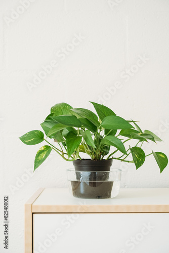 Bottom Watering Houseplant at Home photo