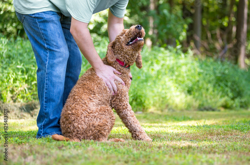 Person petting a Golden Retriever x Poodle mixed breed dog, or "Goldendoodle"