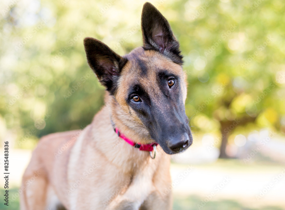 A purebred Belgian Malinois dog with a head tilt A purebred Belgian Malinois dog with a head tilt