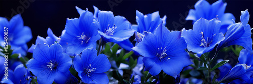 A banner with soft blue gentian flowers. photo