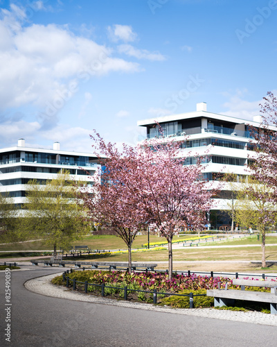 Helsinki downtown penthouses and a blooming tree on a sunny spring day.