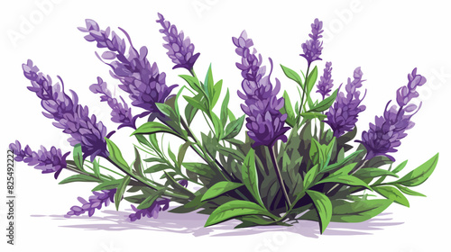 Beauty lavender plant with green leaves and purple