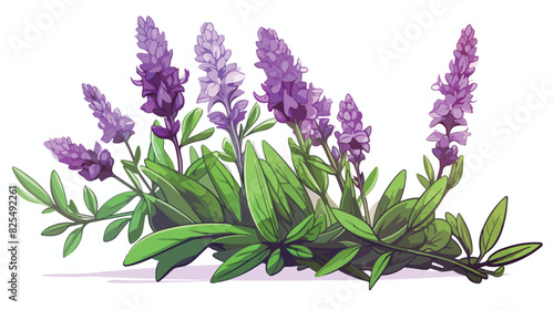 Beauty lavender plant with green leaves and purple