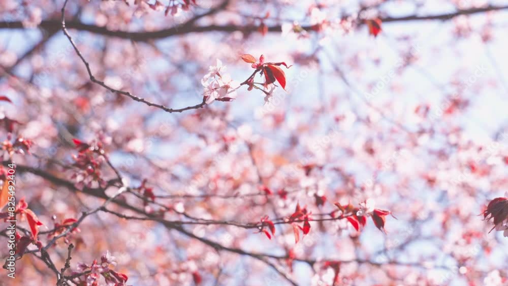4k, branches of cherry blossoms in the sun 4k, branches of cherry blossoms in the sun