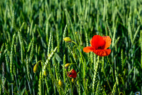 poppy, poppy fields, field, landscape, nature, greenery, blue sky, clouds, spring,, field, grass, sky, nature, summer, green, flower, spring, agriculture, countryside, cloud, blue, poppy, mountain, be