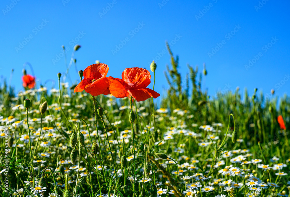 poppy, poppy fields, field, landscape, nature, greenery, blue sky, clouds, spring,, field, grass, sky, nature, summer, green, flower, spring, agriculture, countryside, cloud, blue, poppy, mountain, be poppy, poppy fields, field, landscape, nature, greenery, blue sky, clouds, spring,, field, grass, sky, nature, summer, green, flower, spring, agriculture, countryside, cloud, blue, poppy, mountain, be