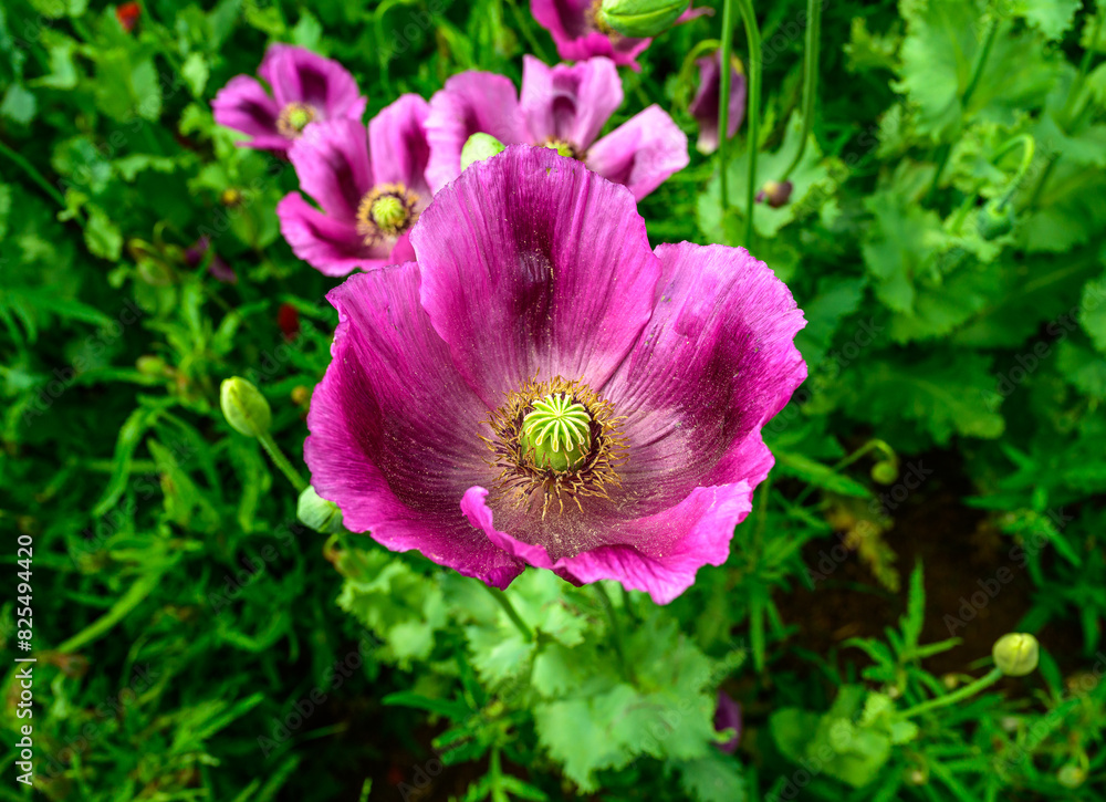 poppy, poppy fields, field, landscape, nature, greenery, blue sky, clouds, spring,, field, grass, sky, nature, summer, green, flower, spring, agriculture, countryside, cloud, blue, poppy, mountain, be poppy, poppy fields, field, landscape, nature, greenery, blue sky, clouds, spring,, field, grass, sky, nature, summer, green, flower, spring, agriculture, countryside, cloud, blue, poppy, mountain, be