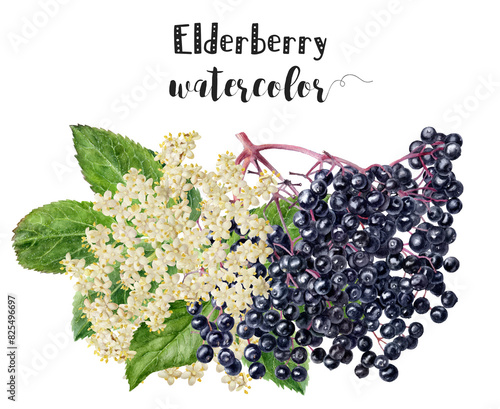 The artwork depicts elderberry flowers and berries in watercolor