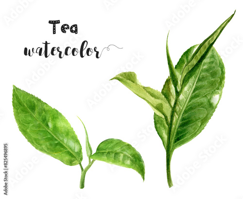 Watercolor tea leaves and flowers set on white background