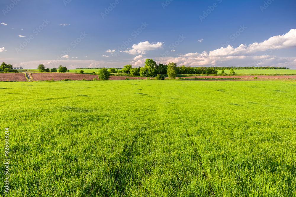 Green field of young wheat in the countryside
