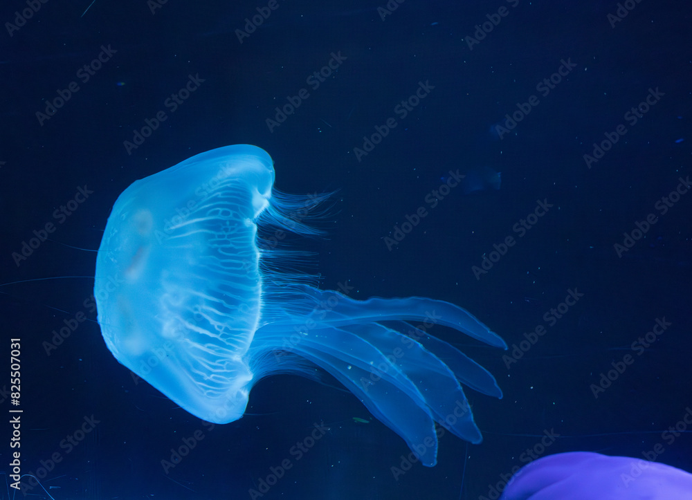 Jellyfish underwater with a dark background Jellyfish underwater with a dark background
