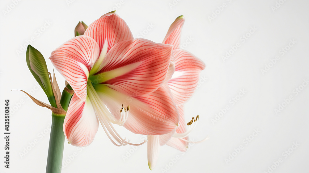 Close-up of a blooming pink and white amaryllis flower with green buds, set against a plain white background.
