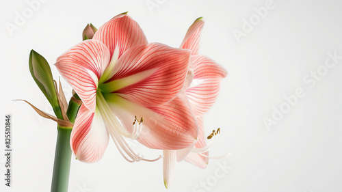 Close-up of a blooming pink and white amaryllis flower with green buds  set against a plain white background.