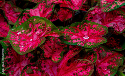 Red picturesque caladium leaves with a drop of water.