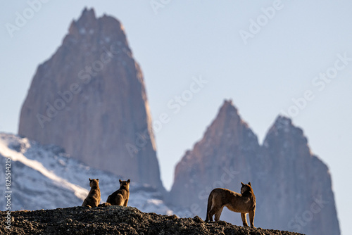 Puma family in the Torres del Paine, Chilean patagonia