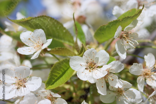 Sweden. Prunus avium, commonly called wild cherry, sweet cherry or gean is a species of cherry, a flowering plant in the rose family, Rosaceae.  photo