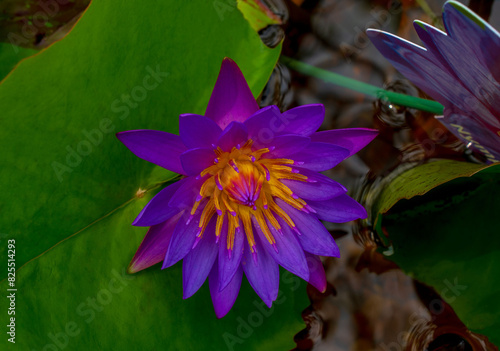 Blooming purple lotus flower, water lily of the genus Nymphaea.