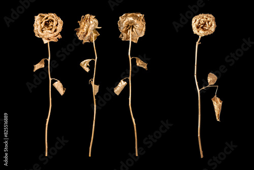 Golden roses isolated on black background