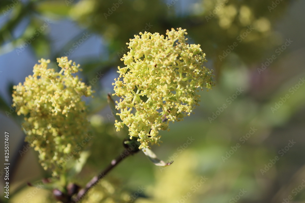 Sweden. Sambucus sieboldiana, commonly called the Japanese red elder, is a deciduous shrub in the moschatel family (Adoxaceae). It is native to East Asia, where it is found in Japan and Korea. Sweden. Sambucus sieboldiana, commonly called the Japanese red elder, is a deciduous shrub in the moschatel family (Adoxaceae). It is native to East Asia, where it is found in Japan and Korea.