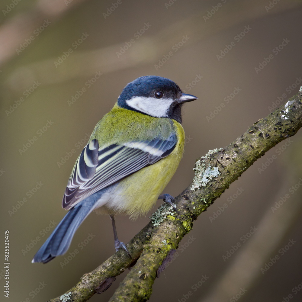 Parus major aka Great tit perched on tree branch. Common bird in Czech republic nature. Isolated on blurred background. Parus major aka Great tit perched on tree branch. Common bird in Czech republic nature. Isolated on blurred background.