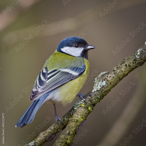 Parus major aka Great tit perched on tree branch. Common bird in Czech republic nature. Isolated on blurred background.